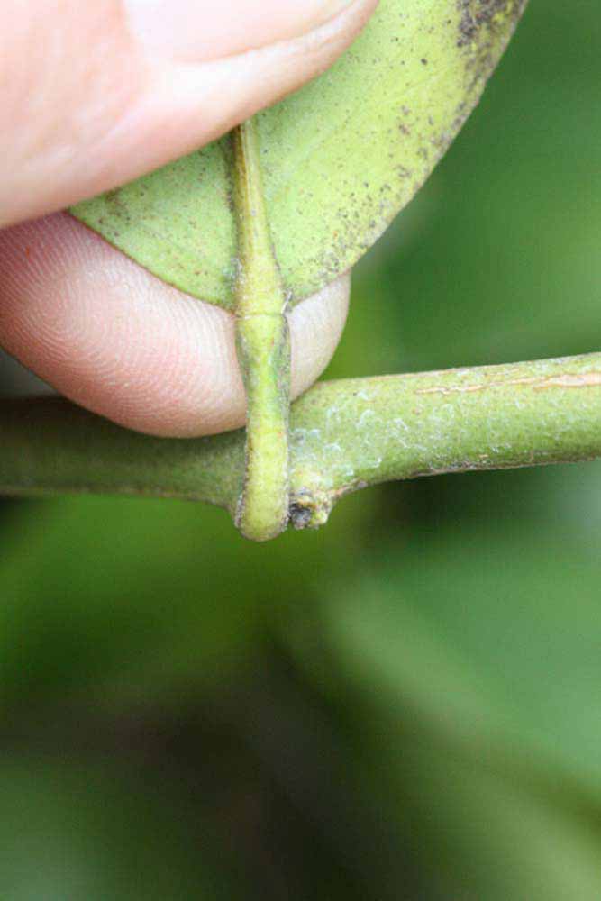              Petiole (Riverside, CA)       